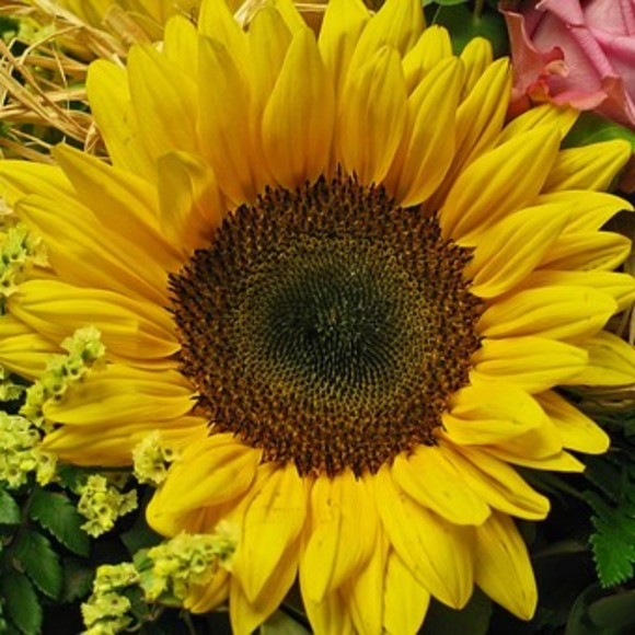 POSH AMBASSADOR....... Welcome.... - Picture 1 of 1